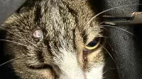 Denuncian que gatos rescatados fueron baleados en el barrio General Paz