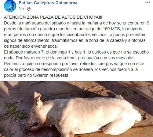 Masiva matanza de perros en la zona norte