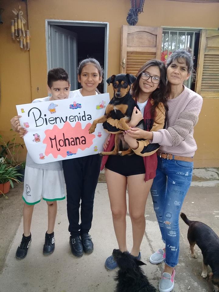 La perra «Mohana» encontró un hogar