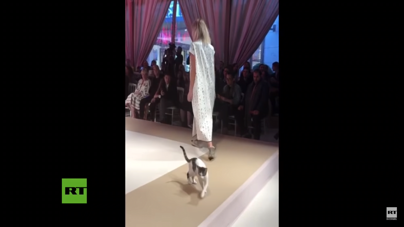 Un gato acaparó más atención que las modelos