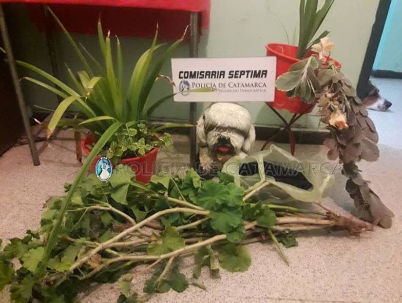 Lo que faltaba: Roban macetas de una casa del Bº Eva Perón