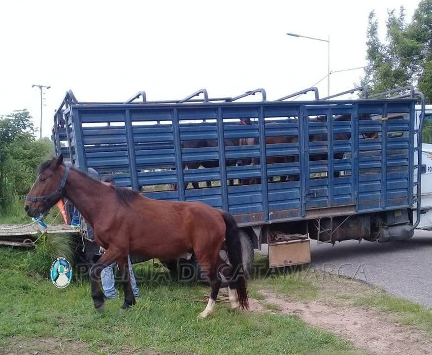 Secuestran animales sueltos en Capayán y Pomán