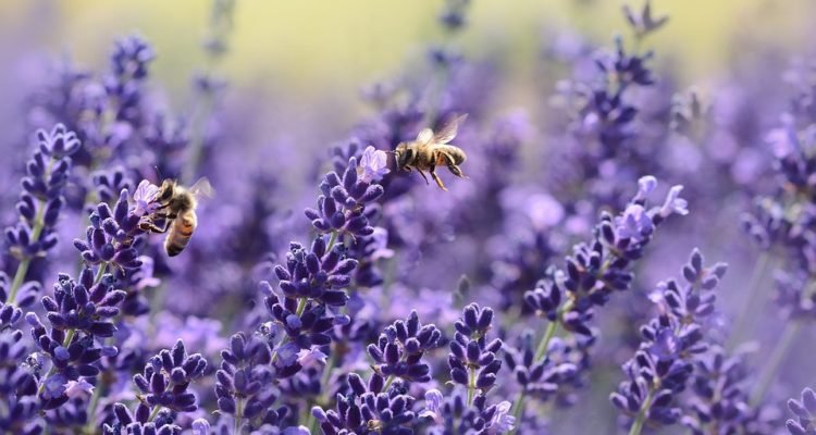 Ordenan proteger abejas ante amenazas de extinción