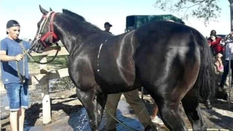 Americano: polémica y aclaración.