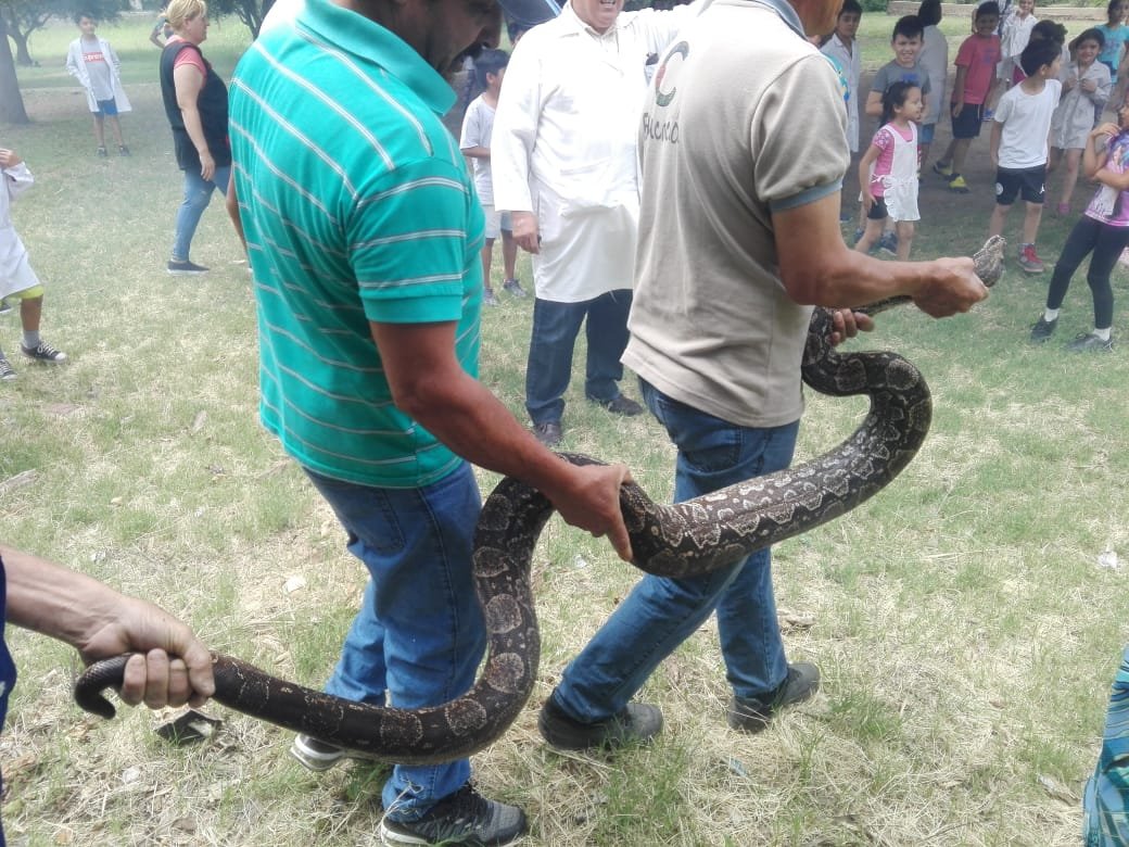 VIDEO: Encontraron una lampalagua  cerca de una escuela de Capayán