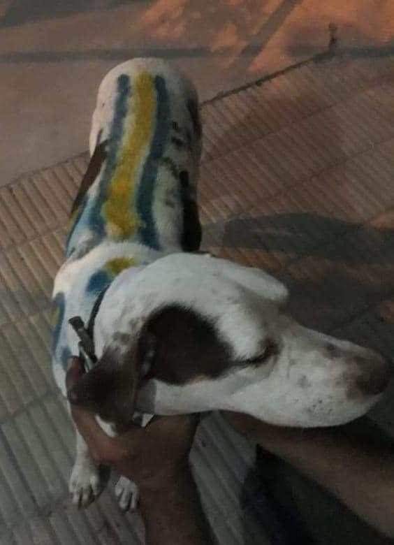 ¿Vale todo?: la inconsciencia de un hincha que pinto a su perro con los colores de Boca