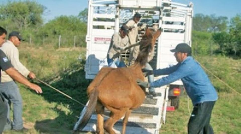 Secuestran siete animales sueltos en La Paz