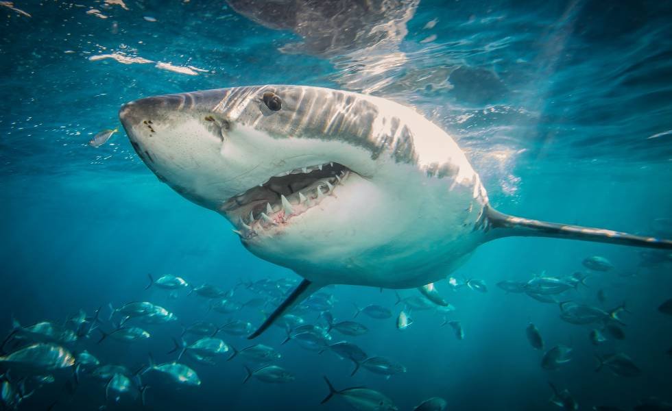 El estremecedor video de un tiburón mordiendo la cabeza de un pescador en las Bahamas