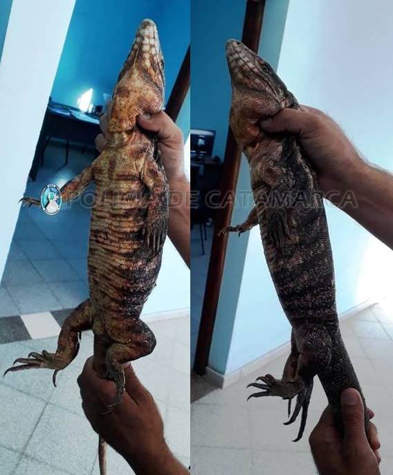 Una mujer encontró una Iguana en su casa y llamó a la policía