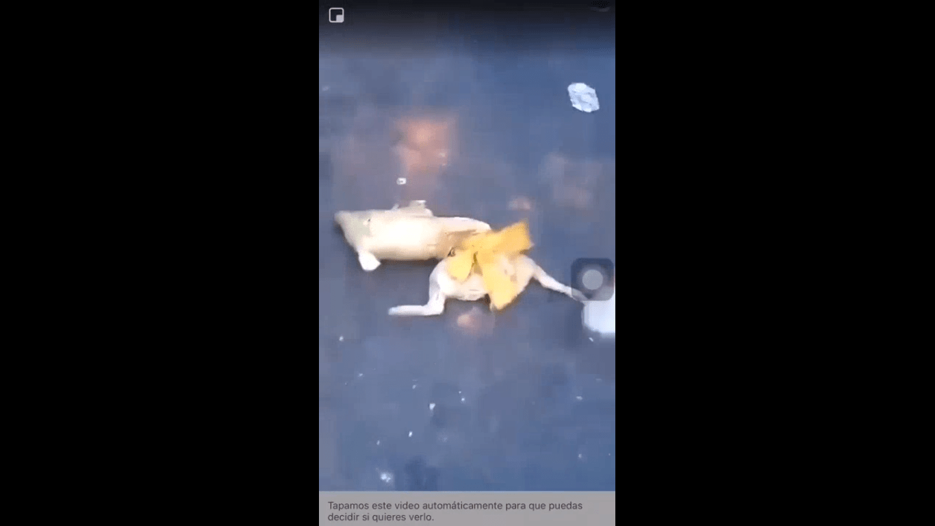 Salvajes: Vistieron a un chancho con la camiseta de Boca y lo destrozaron a golpes