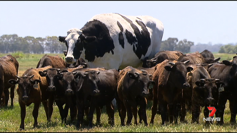 ¡Señora vaca!: Una vaca gigante se libra del matadero gracias a su tamaño