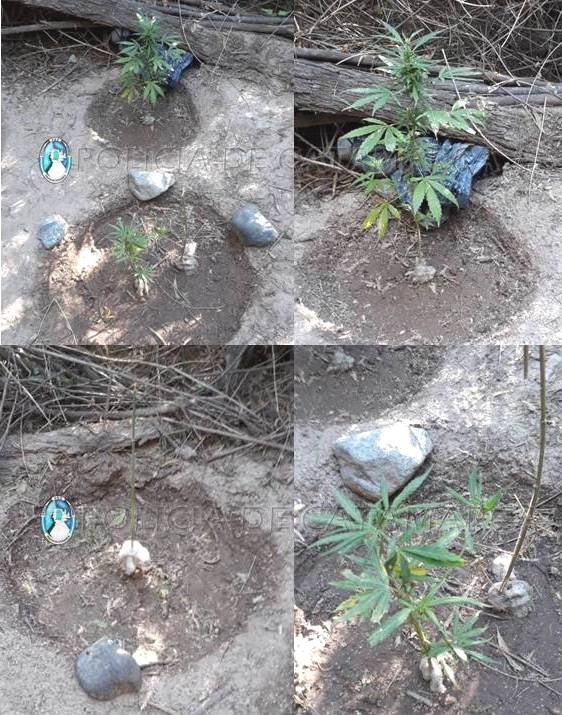 Secuestran tres plantas de Marihuana en Belén