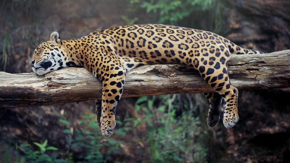Protección de la naturaleza: Latinoamérica obligada a la conservación del jaguar a razón de su rol en el ecosistema