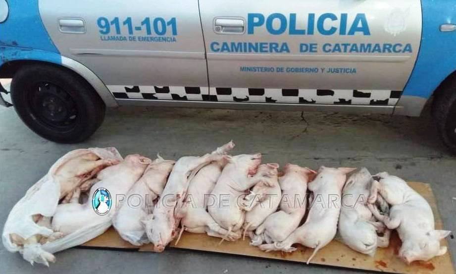 Breves policiales: en control caminero, Seguridad Vial decomisó lechones faenados y secuestró aves canoras; arrestan a joven ladrón y recuperan elemento sustraído; se registró un siniestro vial en el norte de la ciudad capital