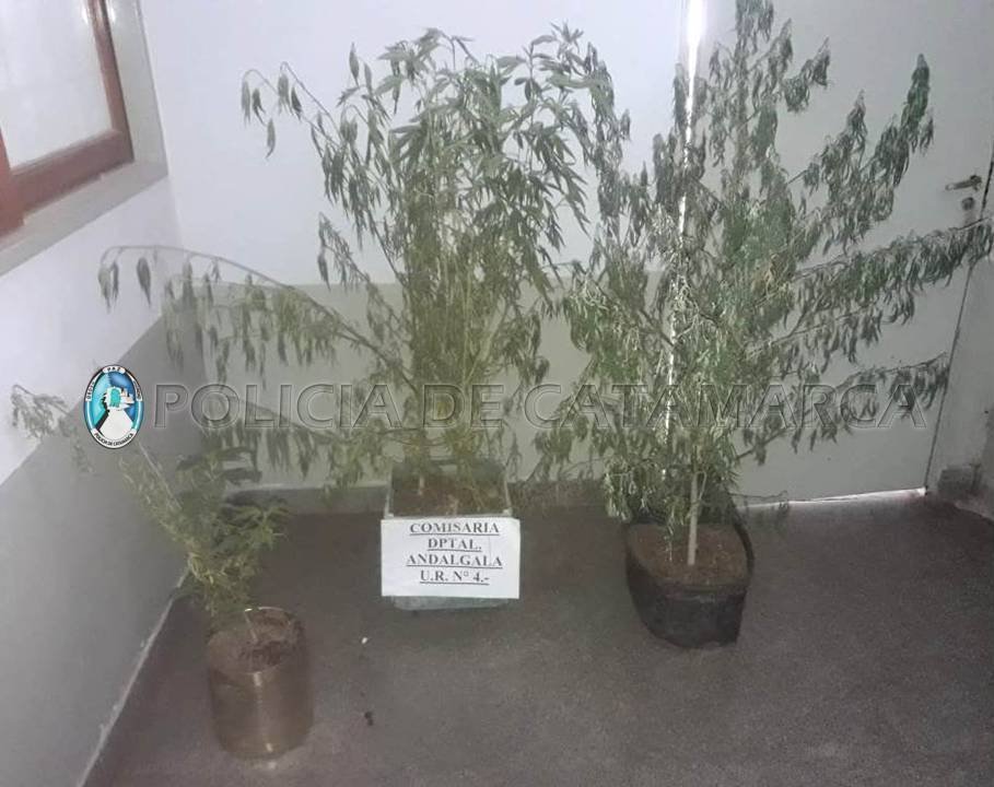 Allanan domicilios en busca de elementos sustraídos y encuentran marihuana, en Andalgalá