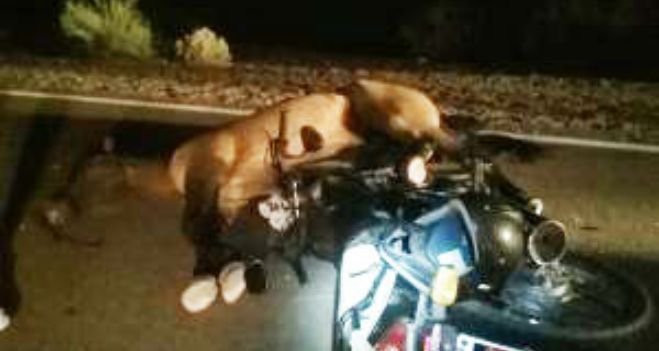 Murió un motociclista anoche en Santa María al chocar con un caballo