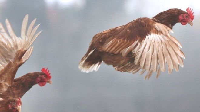 Por qué se dice que estamos viviendo en «el planeta de los pollos”