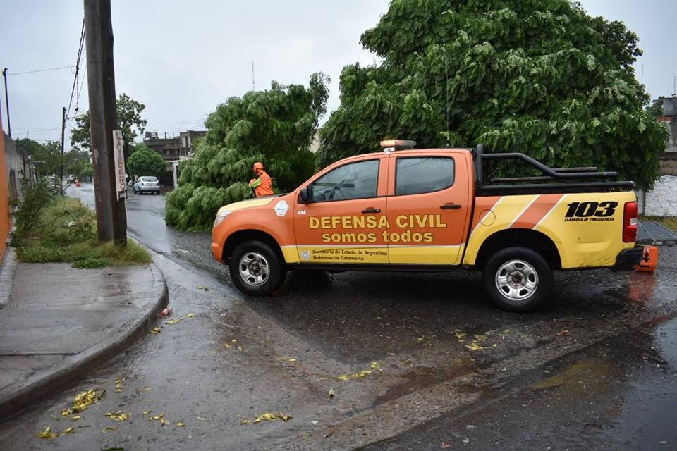 Cayó un árbol de gran porte en la Capital