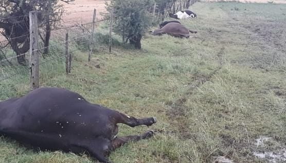 Una centella mató a varias vacas de un tambo