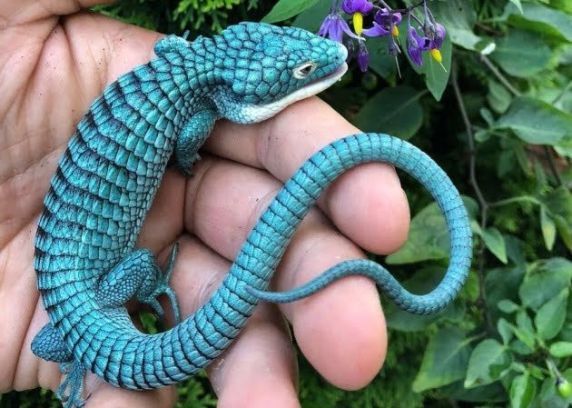 El ‘dragoncito azul’: una especie mexicana en peligro de extinción