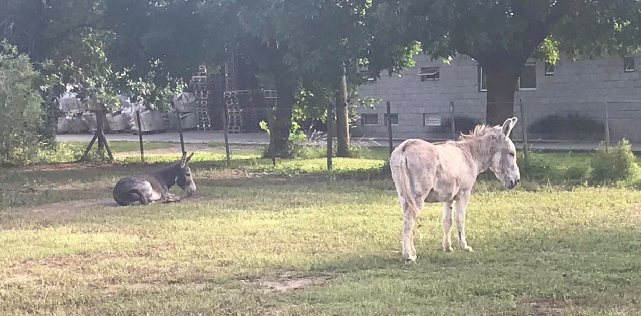Cachamai ya recuperó a sus dos burros