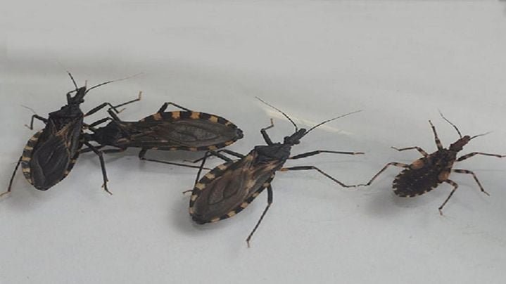 Premiaron a un biólogo de la UNSa por crear una plataforma de diagnóstico de Chagas y Leishmaniasis