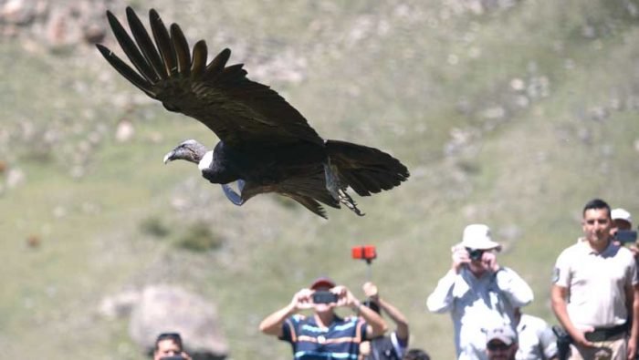 Mendoza: Liberaron a los dos últimos cóndores andinos que habían sido intoxicados