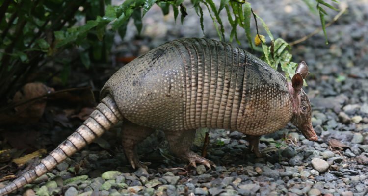 La lepra prevalece entre armadillos de la Amazonía y amenaza a consumidores de su carne