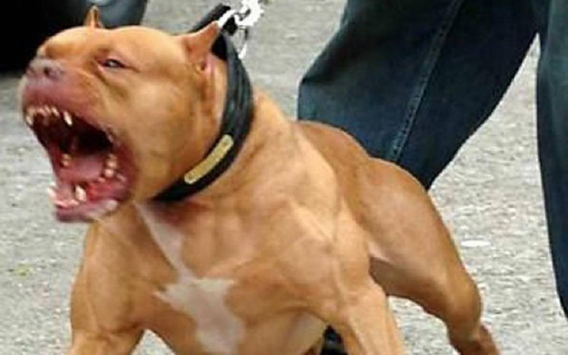 Dos mujeres fueron atacadas por perros Pitbull en Valle Viejo: una de ellas fue hospitalizada