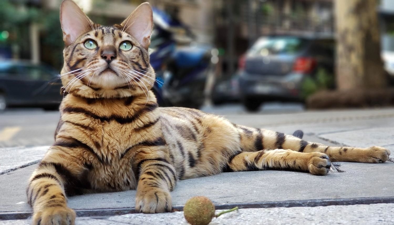 Conocé la historia de Coco, el gato que se cree perro y revoluciona a todo un barrio