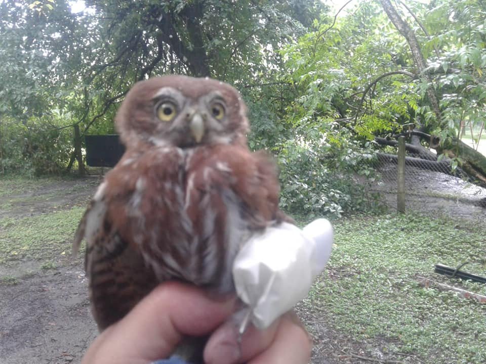 En Tucumán alertan sobre el triste resultado que produce la pirotecnia en las aves nocturnas