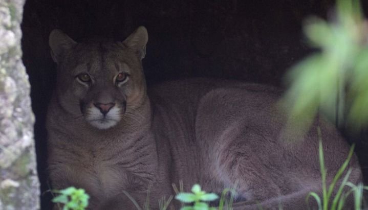 Jujuy: Fotografían a un puma intentando ingresar a una vivienda