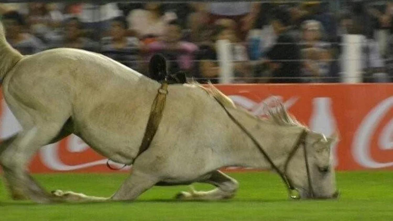 El festival de Jesús María recibió una denuncia penal por el sacrificio de un caballo