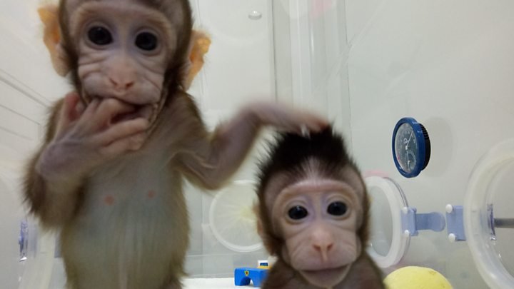 Aseguran que el último experimento con monos clonados en China es un desastre ético
