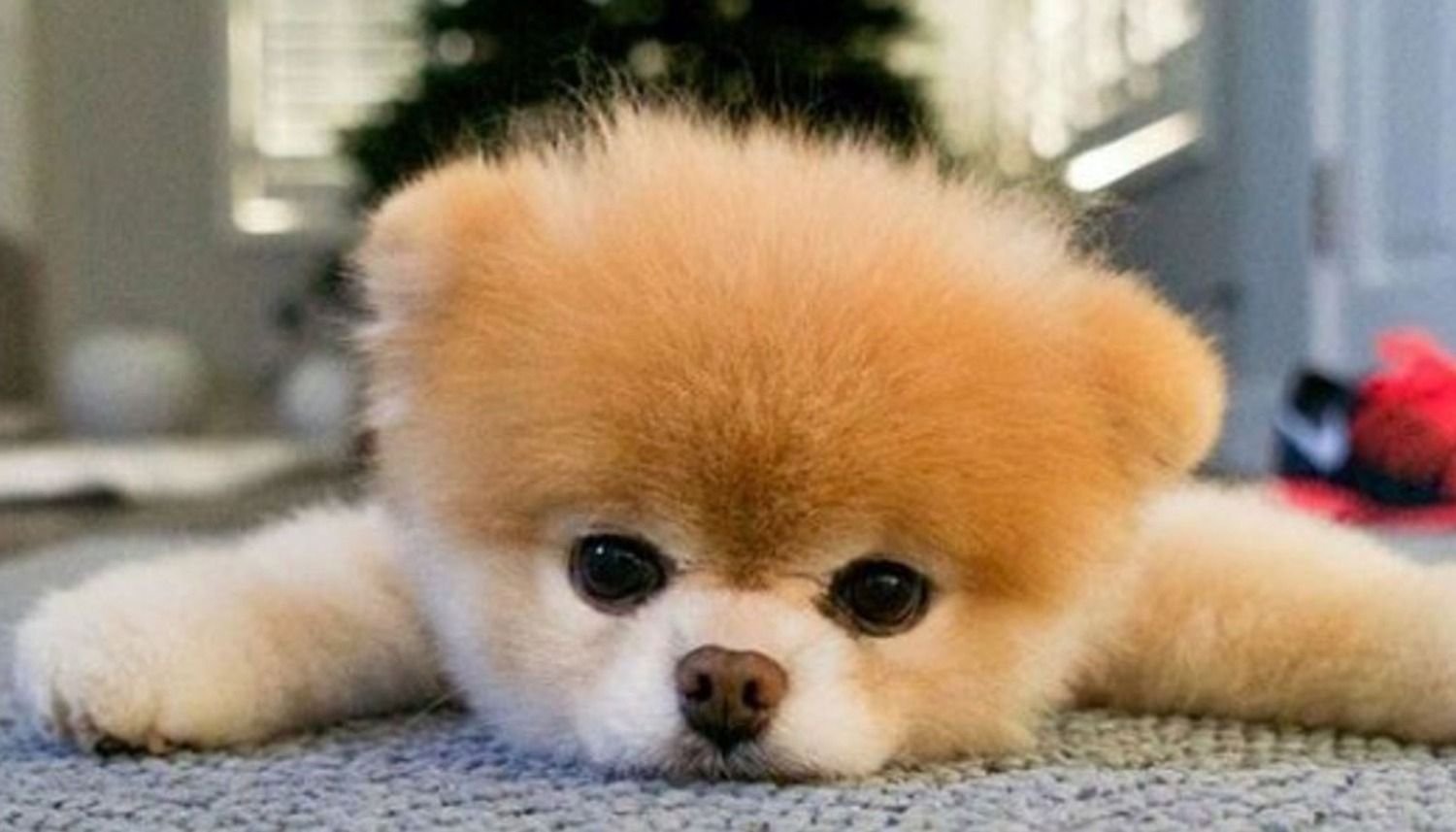 Murió Boo, el “perro más lindo del mundo” que tenía millones de seguidores en las redes