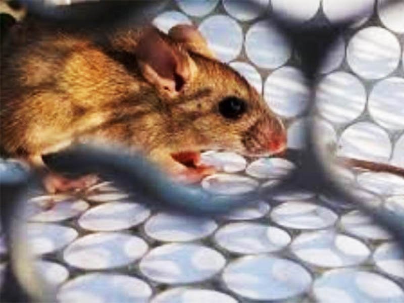 Hantavirus: Murió un hombre en Salta y ya son 11 las víctimas fatales