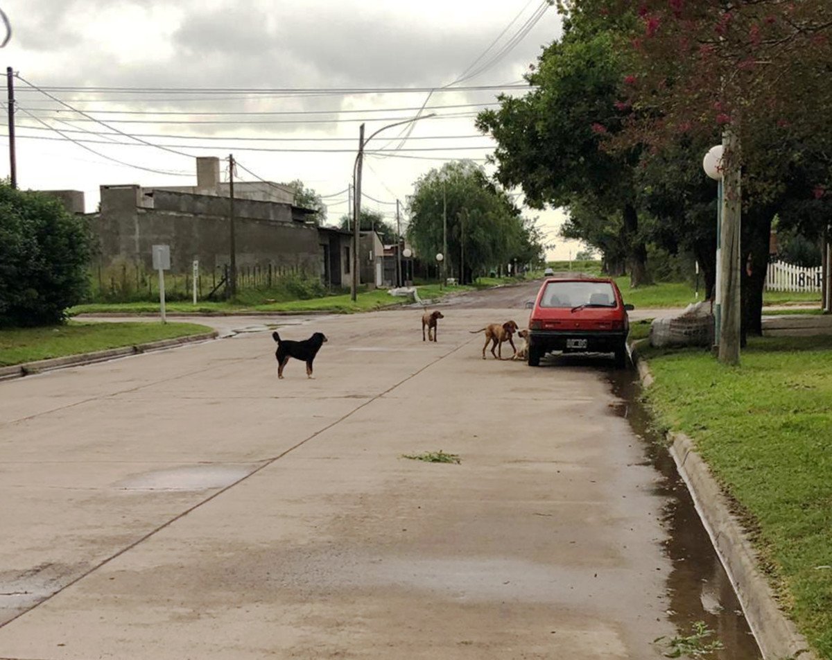 Mujer destrozada en el fondo de su casa por perros dogos y pitbull de su vecina