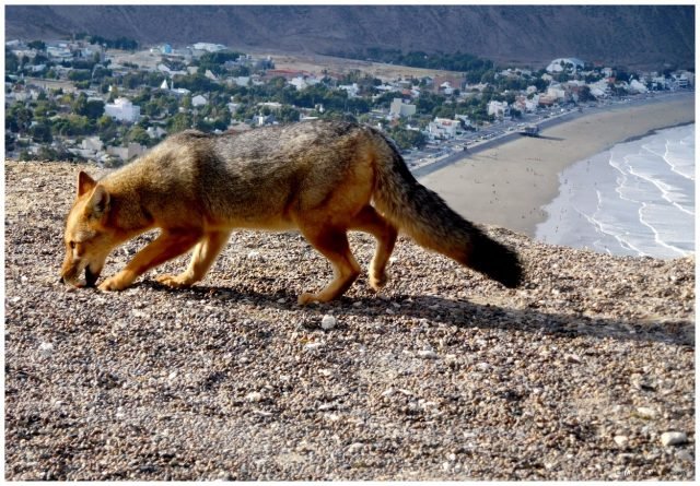 Menos pumas, zorros y rapaces, más ratas y más hantavirus