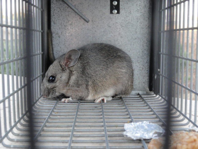 Confirman el primer caso de hantavirus en Jujuy