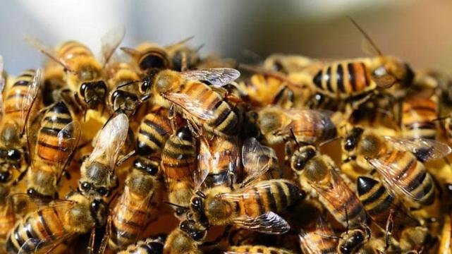 Murió una persona picada por abejas en Santa Rosa