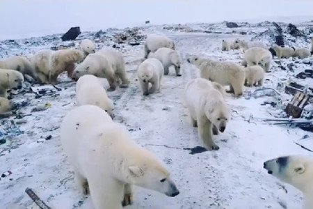 Invasión de osos polares pone en alerta un asentamiento militar ruso