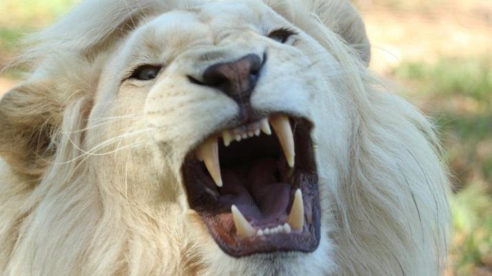 Video: cEl encuentro de un grupo de turistas con leones blancos