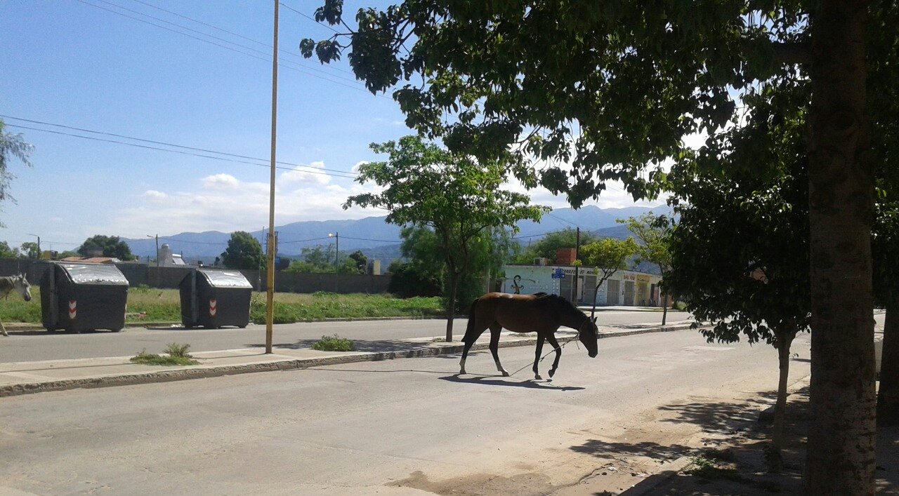 EXTRA: Peligro en Avenida Los Terebintos por caballos sueltos