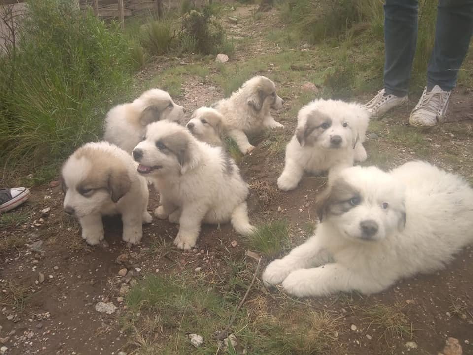 Entregan perros pastores de ganado a productores de Catamarca