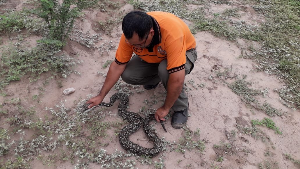 Lampalaguas: Estos son los 5 ejemplares encontrados en dos meses y medio