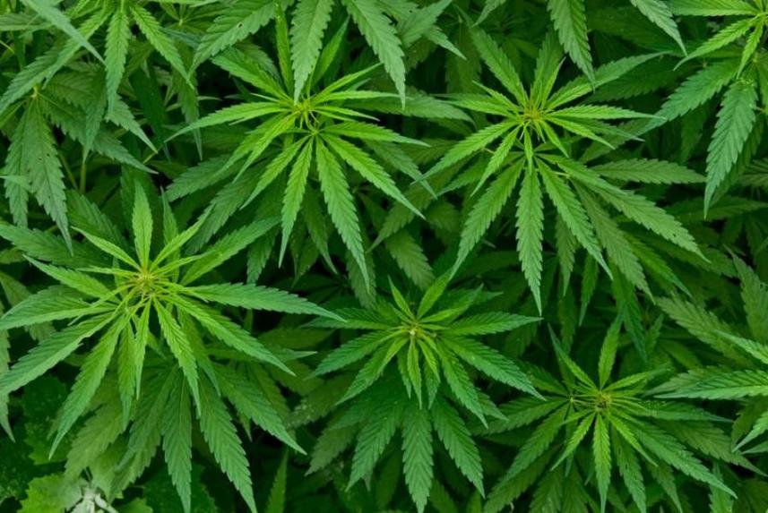 La OMS propone retirar el Cannabis del listado de «Drogas Peligrosas»