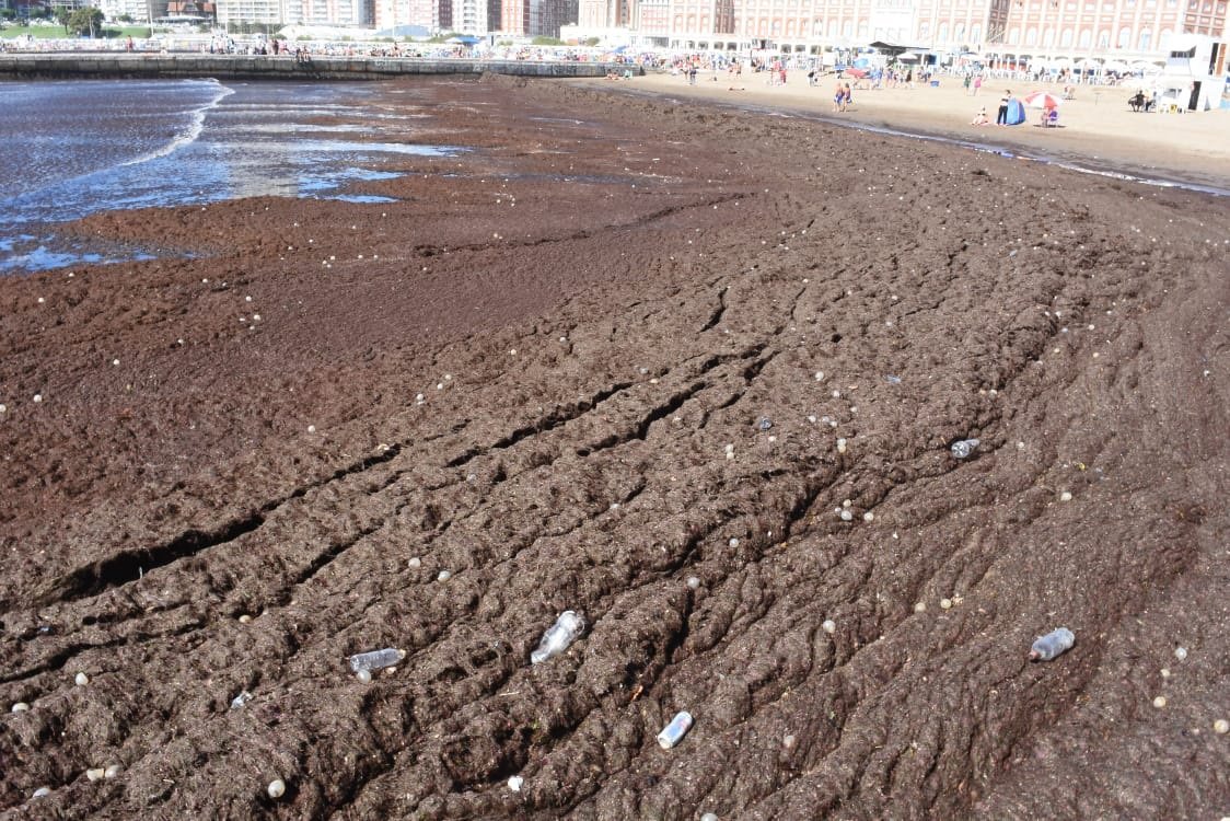 Mar del Plata: Un amplio manto de algas dejó inaccesible una playa del centro