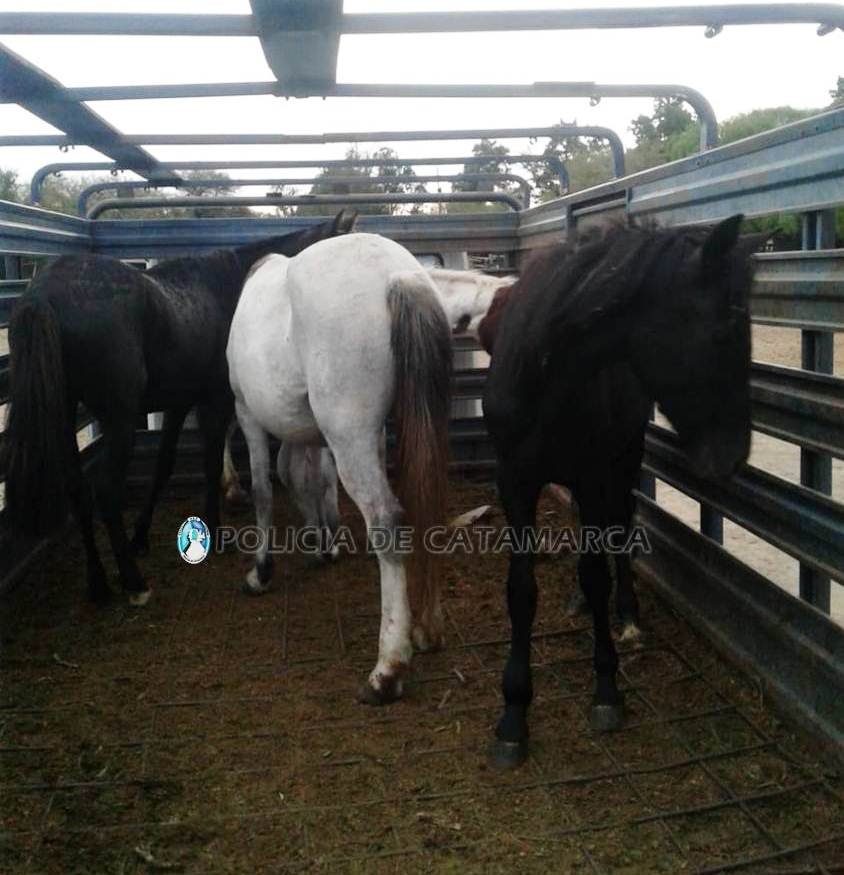 Operativos de captura de animales sueltos en Valle Viejo, Fray Mamerto Esquiú y  Ambato