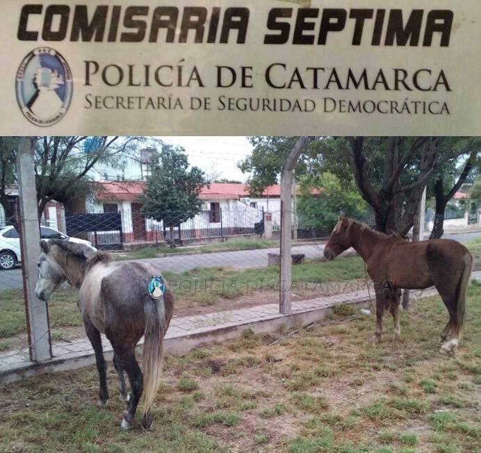 Secuestran animales sueltos en el norte de la Capital