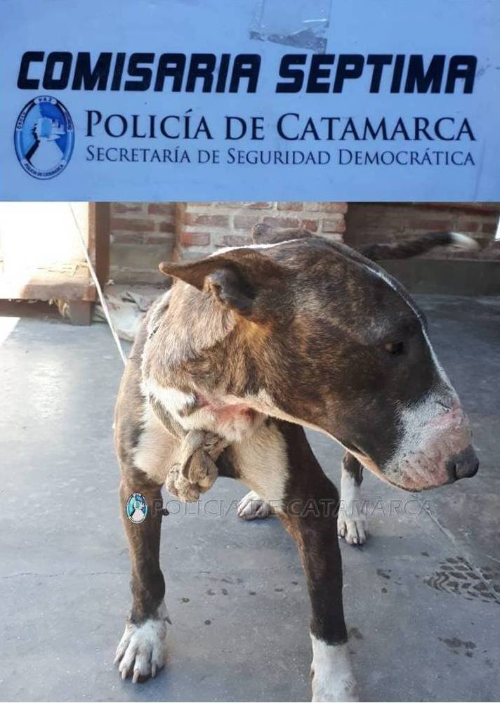 Recuperan un perro de raza robado en el norte de la Capital